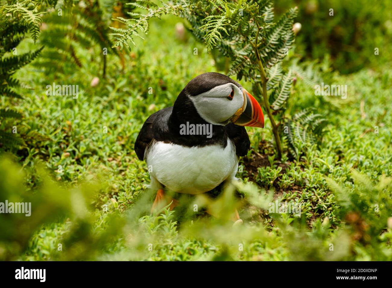 Skomer Island Puffins nichant et interagissant avec leurs copains sur l'île Skomer, Pembrokeshire, la plus grande colonie de macareux du sud du Royaume-Uni. Banque D'Images