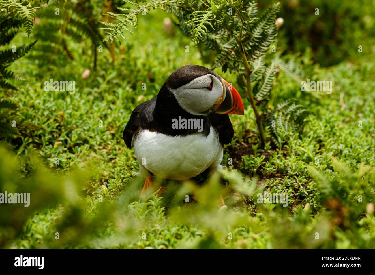 Skomer Island Puffins nichant et interagissant avec leurs copains sur l'île Skomer, Pembrokeshire, la plus grande colonie de macareux du sud du Royaume-Uni. Banque D'Images