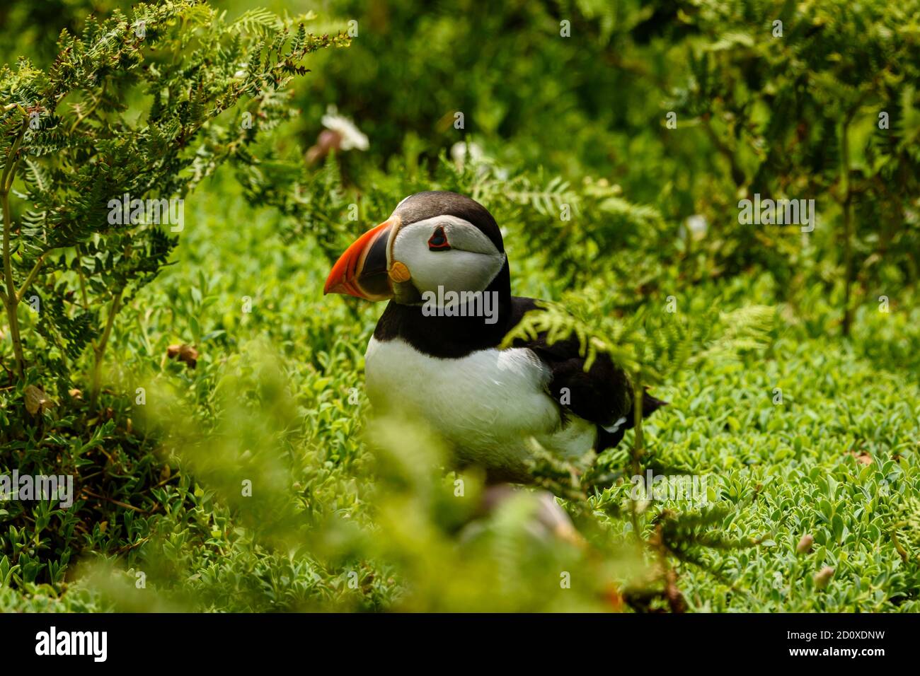 Skomer Island Puffins nichant et interagissant avec leurs copains sur l'île Skomer, Pembrokeshire, la plus grande colonie de macareux du sud du Royaume-Uni. Banque D'Images