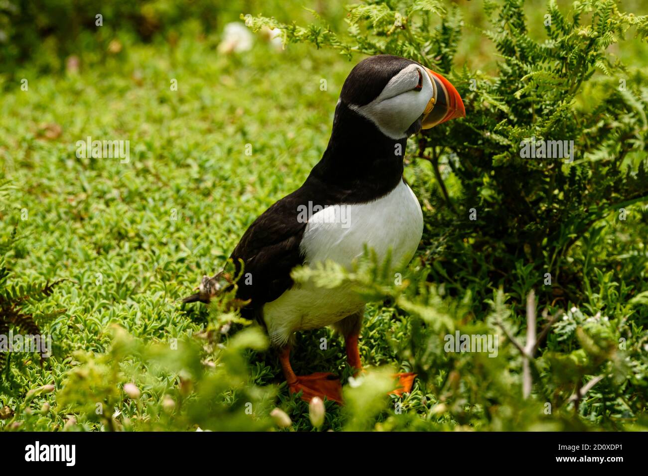Skomer Island Puffins nichant et interagissant avec leurs copains sur l'île Skomer, Pembrokeshire, la plus grande colonie de macareux du sud du Royaume-Uni. Banque D'Images