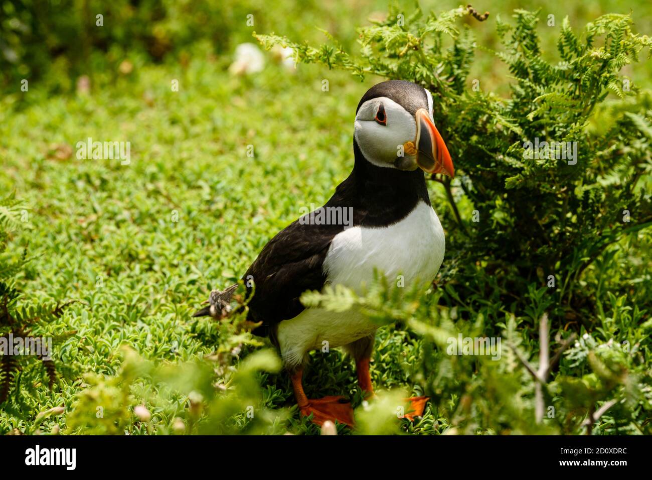 Skomer Island Puffins nichant et interagissant avec leurs copains sur l'île Skomer, Pembrokeshire, la plus grande colonie de macareux du sud du Royaume-Uni. Banque D'Images