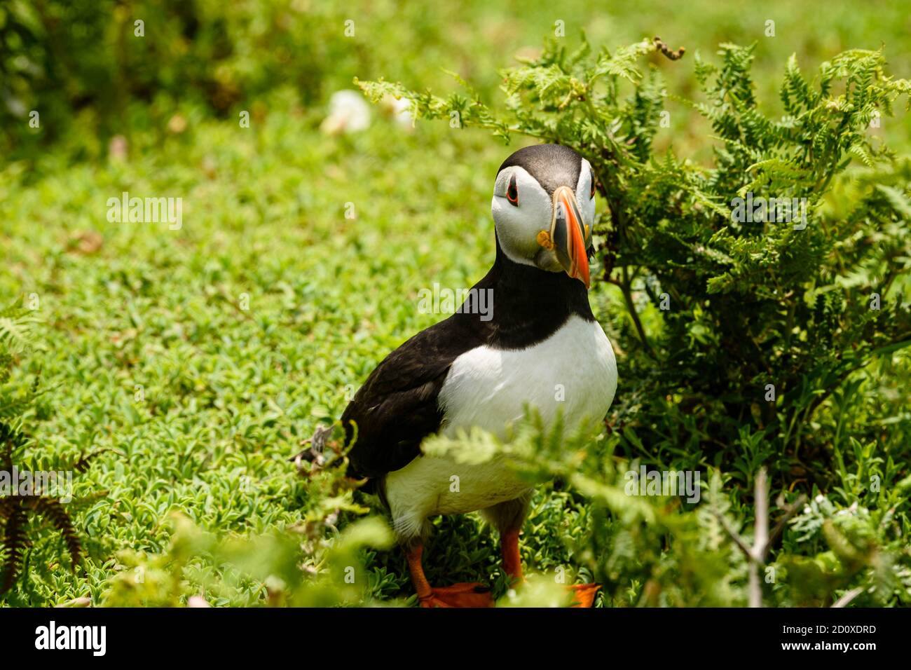 Skomer Island Puffins nichant et interagissant avec leurs copains sur l'île Skomer, Pembrokeshire, la plus grande colonie de macareux du sud du Royaume-Uni. Banque D'Images