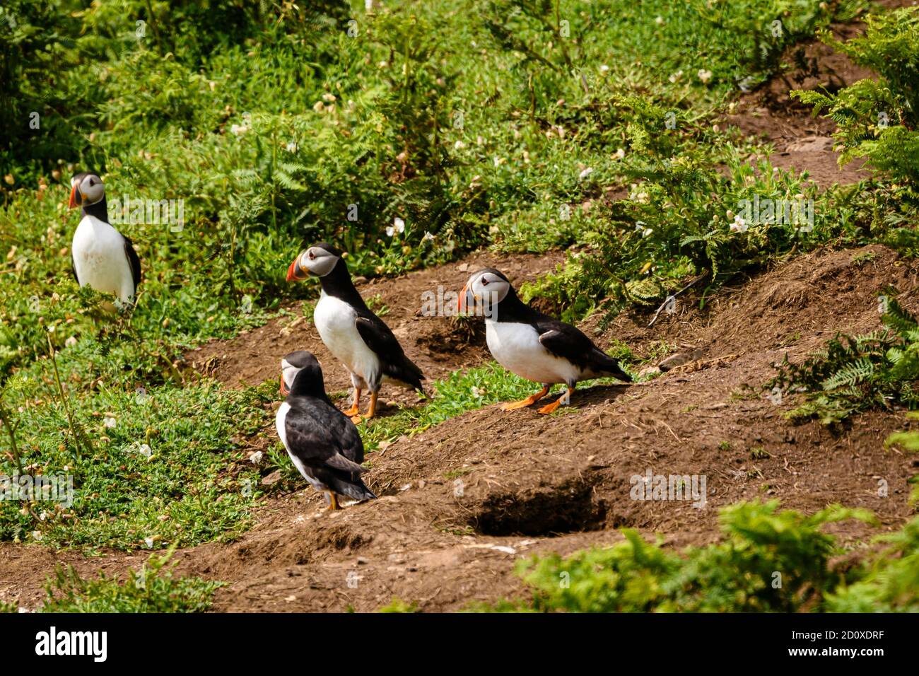 Skomer Island Puffins nichant et interagissant avec leurs copains sur l'île Skomer, Pembrokeshire, la plus grande colonie de macareux du sud du Royaume-Uni. Banque D'Images