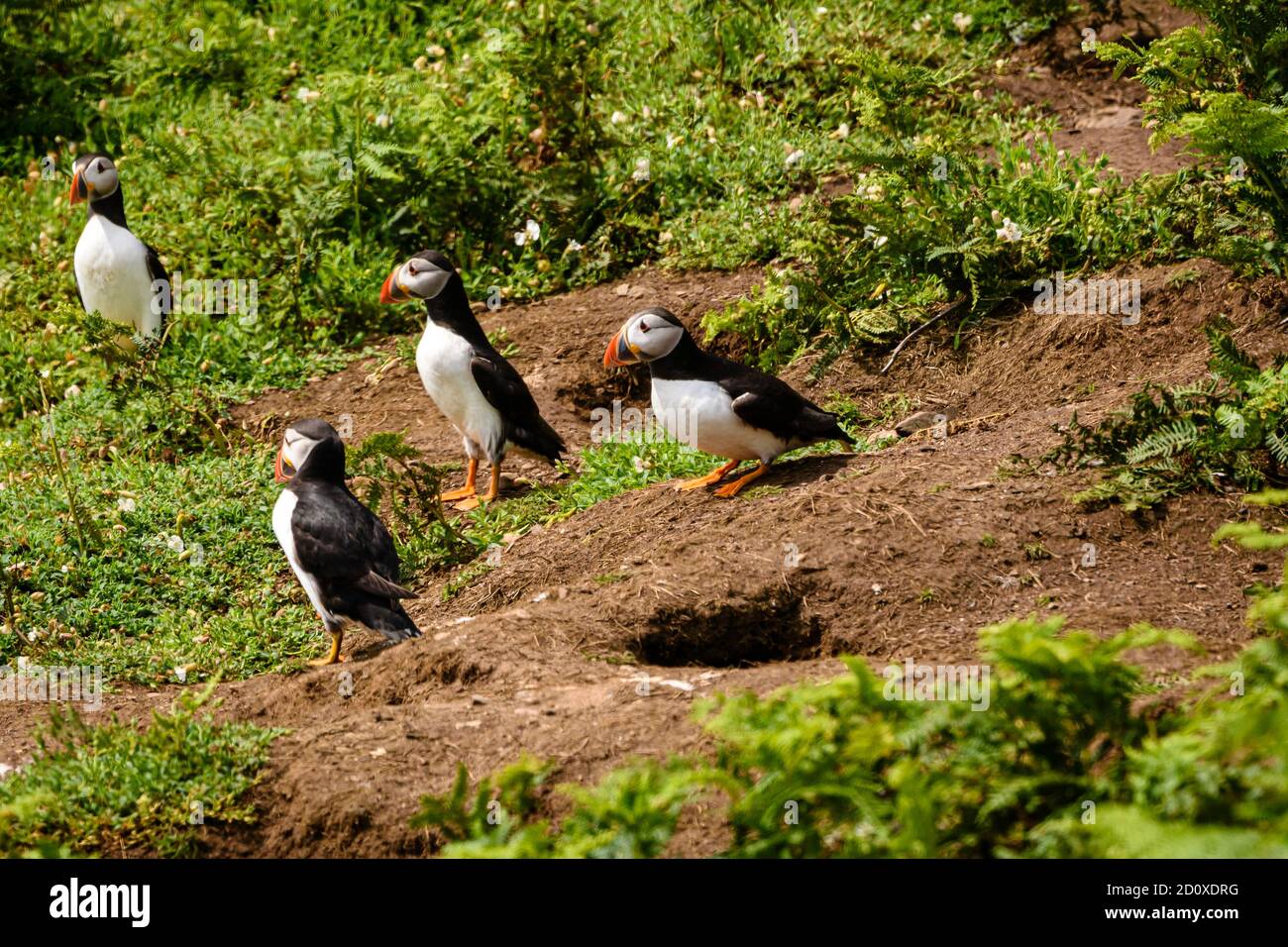 Skomer Island Puffins nichant et interagissant avec leurs copains sur l'île Skomer, Pembrokeshire, la plus grande colonie de macareux du sud du Royaume-Uni. Banque D'Images