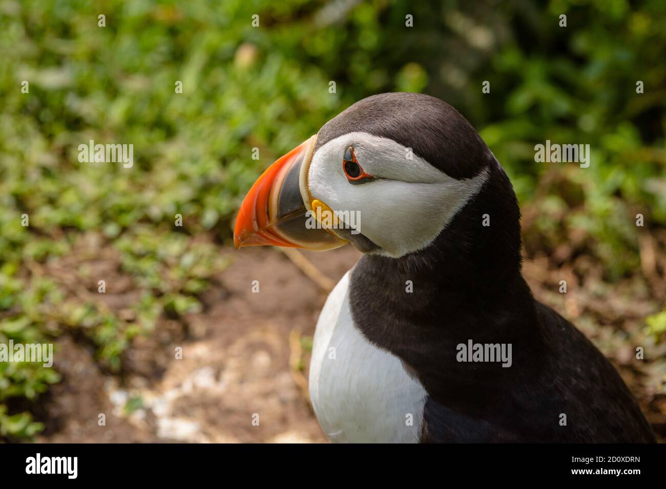 Skomer Island Puffins nichant et interagissant avec leurs copains sur l'île Skomer, Pembrokeshire, la plus grande colonie de macareux du sud du Royaume-Uni. Banque D'Images