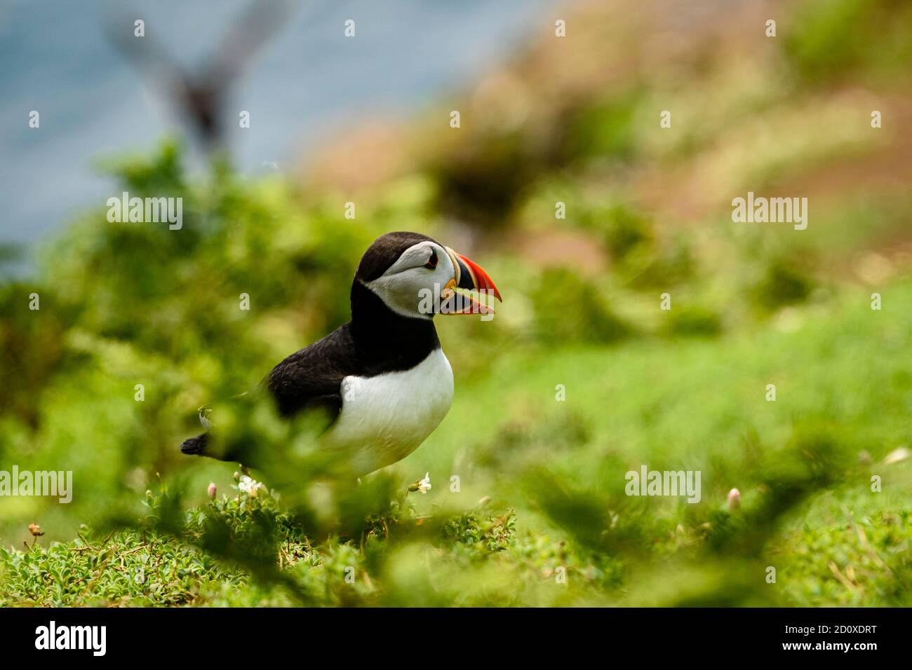 Skomer Island Puffins nichant et interagissant avec leurs copains sur l'île Skomer, Pembrokeshire, la plus grande colonie de macareux du sud du Royaume-Uni. Banque D'Images