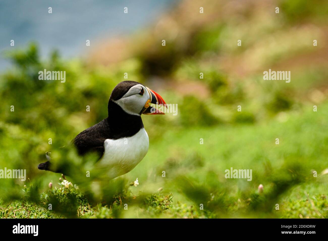 Skomer Island Puffins nichant et interagissant avec leurs copains sur l'île Skomer, Pembrokeshire, la plus grande colonie de macareux du sud du Royaume-Uni. Banque D'Images