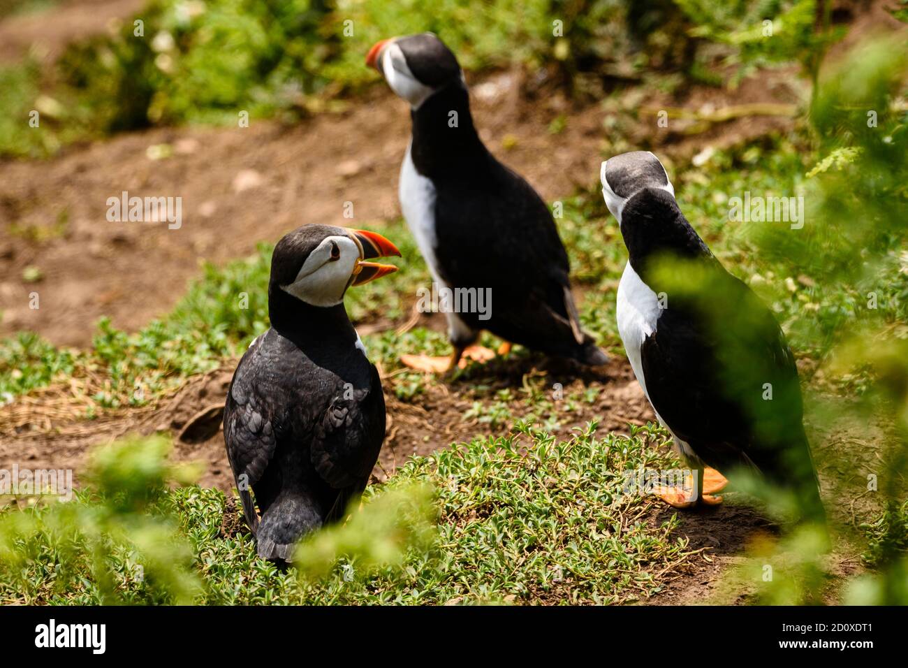 Skomer Island Puffins nichant et interagissant avec leurs copains sur l'île Skomer, Pembrokeshire, la plus grande colonie de macareux du sud du Royaume-Uni. Banque D'Images