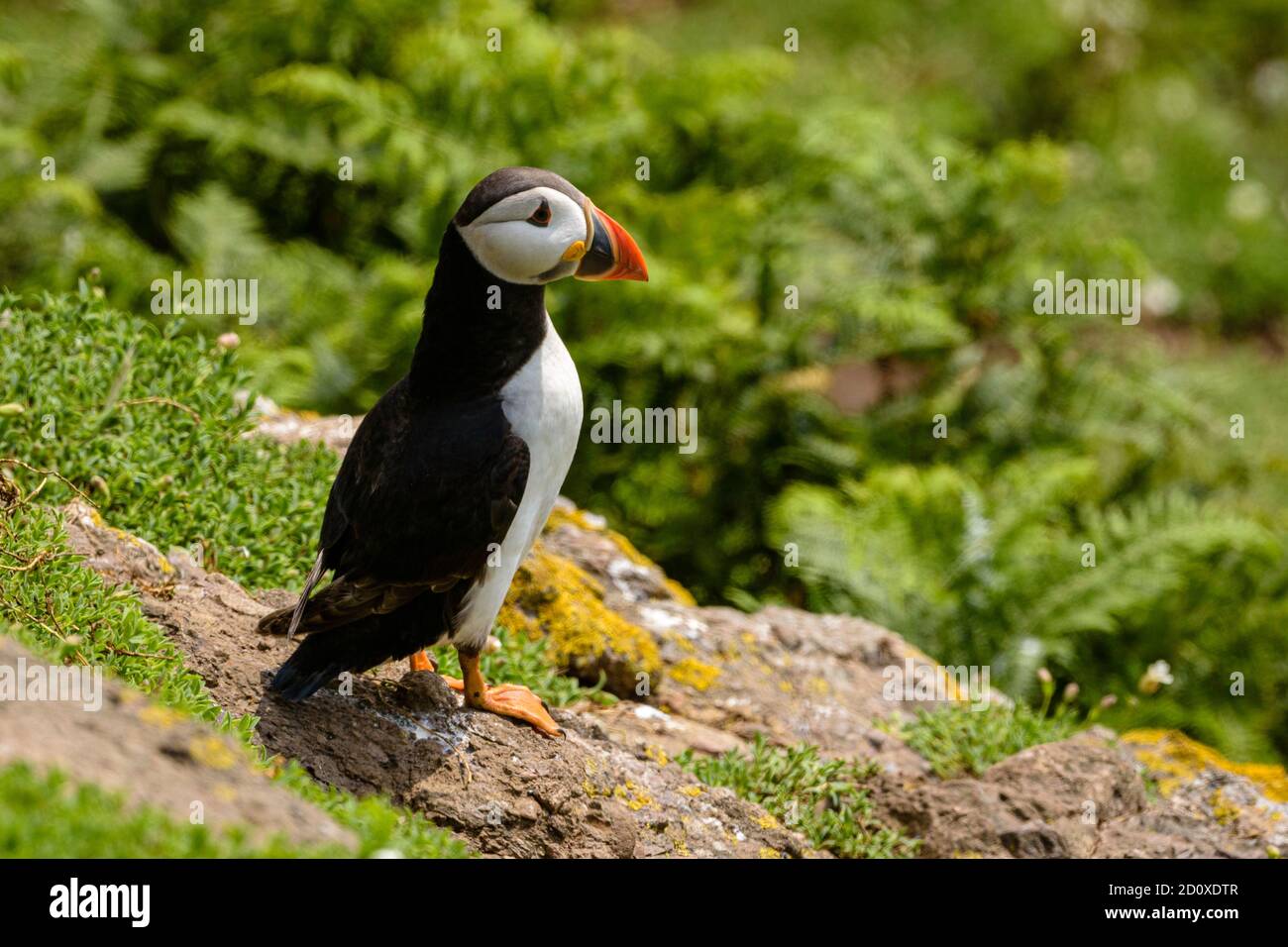 Skomer Island Puffins nichant et interagissant avec leurs copains sur l'île Skomer, Pembrokeshire, la plus grande colonie de macareux du sud du Royaume-Uni. Banque D'Images