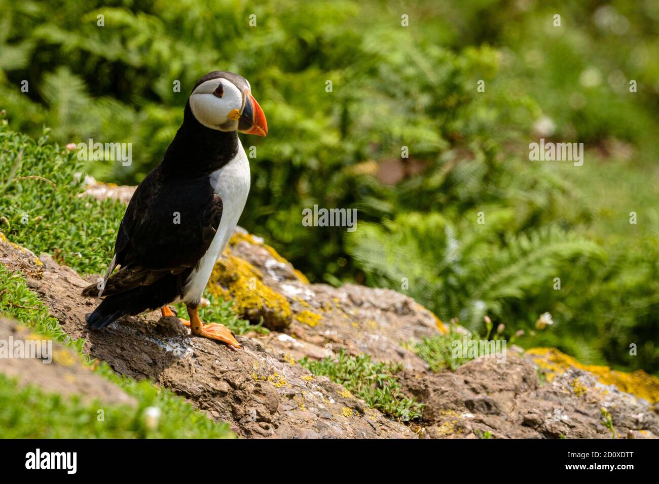 Skomer Island Puffins nichant et interagissant avec leurs copains sur l'île Skomer, Pembrokeshire, la plus grande colonie de macareux du sud du Royaume-Uni. Banque D'Images