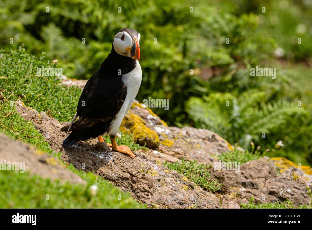 Skomer Island Puffins nichant et interagissant avec leurs copains sur l'île Skomer, Pembrokeshire, la plus grande colonie de macareux du sud du Royaume-Uni. Banque D'Images