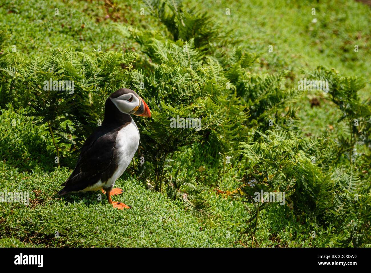 Skomer Island Puffins nichant et interagissant avec leurs copains sur l'île Skomer, Pembrokeshire, la plus grande colonie de macareux du sud du Royaume-Uni. Banque D'Images
