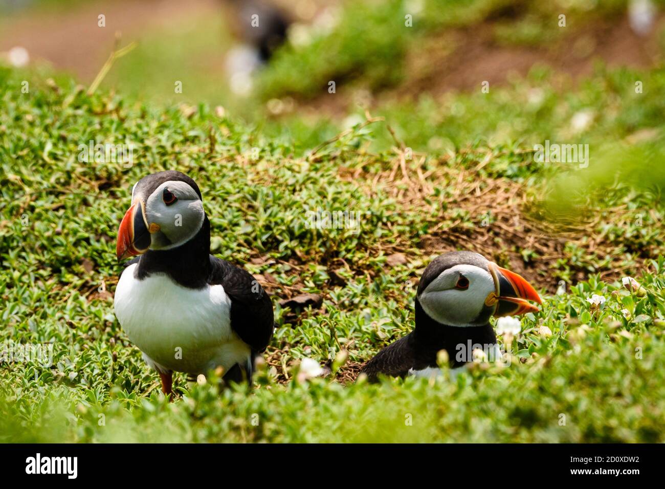 Skomer Island Puffins nichant et interagissant avec leurs copains sur l'île Skomer, Pembrokeshire, la plus grande colonie de macareux du sud du Royaume-Uni. Banque D'Images