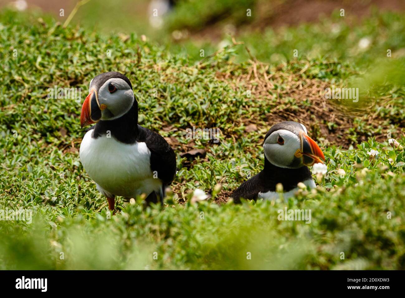Skomer Island Puffins nichant et interagissant avec leurs copains sur l'île Skomer, Pembrokeshire, la plus grande colonie de macareux du sud du Royaume-Uni. Banque D'Images