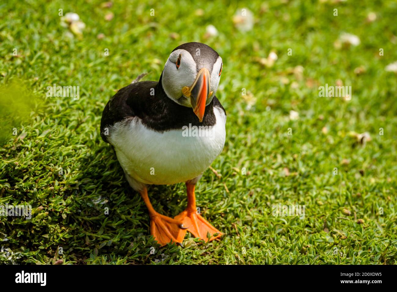 Skomer Island Puffins nichant et interagissant avec leurs copains sur l'île Skomer, Pembrokeshire, la plus grande colonie de macareux du sud du Royaume-Uni. Banque D'Images