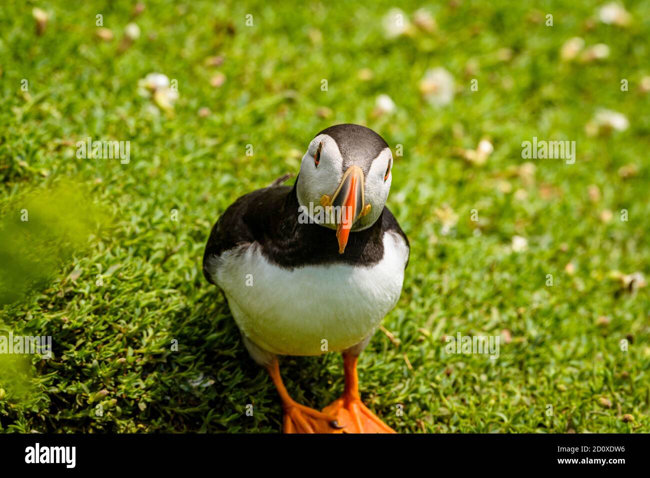 Skomer Island Puffins nichant et interagissant avec leurs copains sur l'île Skomer, Pembrokeshire, la plus grande colonie de macareux du sud du Royaume-Uni. Banque D'Images