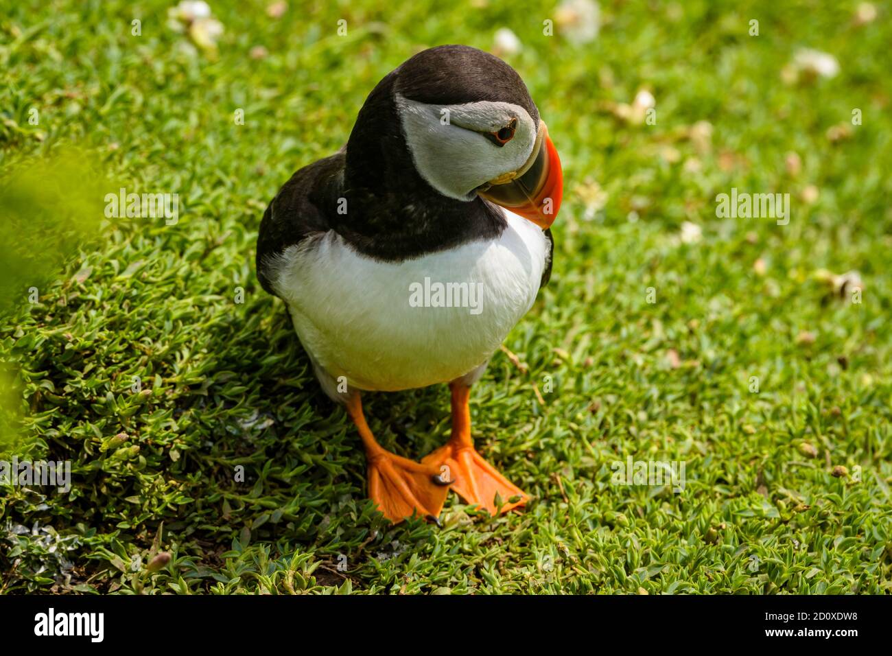 Skomer Island Puffins nichant et interagissant avec leurs copains sur l'île Skomer, Pembrokeshire, la plus grande colonie de macareux du sud du Royaume-Uni. Banque D'Images