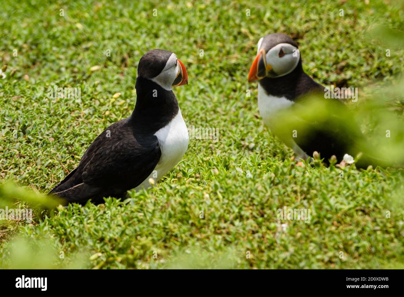 Skomer Island Puffins nichant et interagissant avec leurs copains sur l'île Skomer, Pembrokeshire, la plus grande colonie de macareux du sud du Royaume-Uni. Banque D'Images