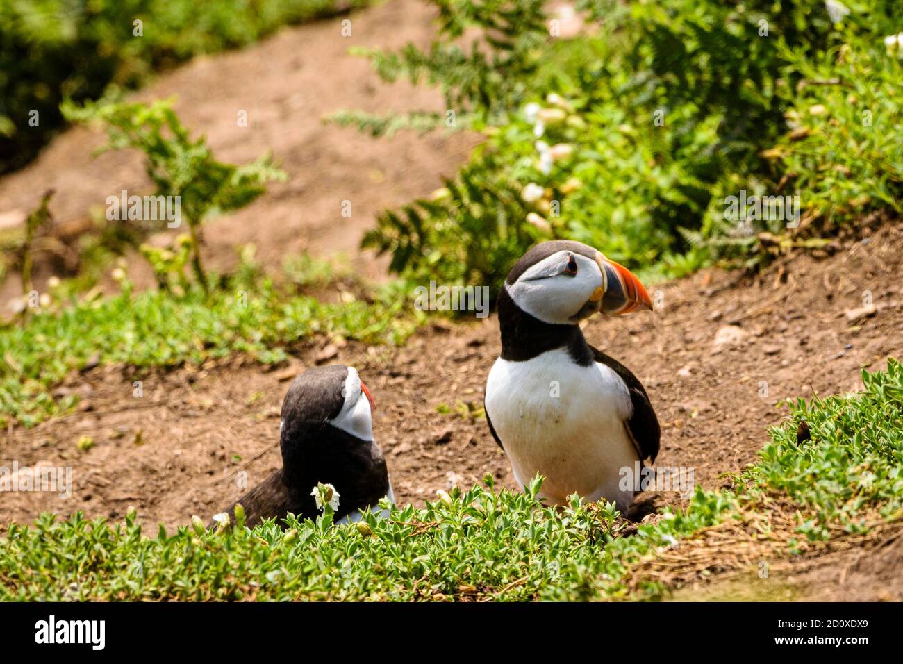 Skomer Island Puffins nichant et interagissant avec leurs copains sur l'île Skomer, Pembrokeshire, la plus grande colonie de macareux du sud du Royaume-Uni. Banque D'Images