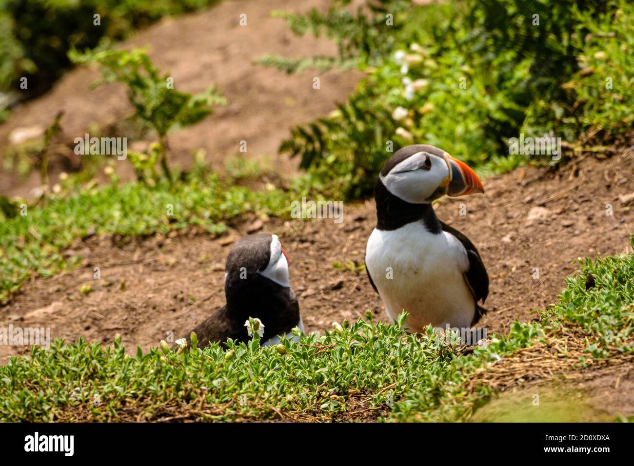 Skomer Island Puffins nichant et interagissant avec leurs copains sur l'île Skomer, Pembrokeshire, la plus grande colonie de macareux du sud du Royaume-Uni. Banque D'Images