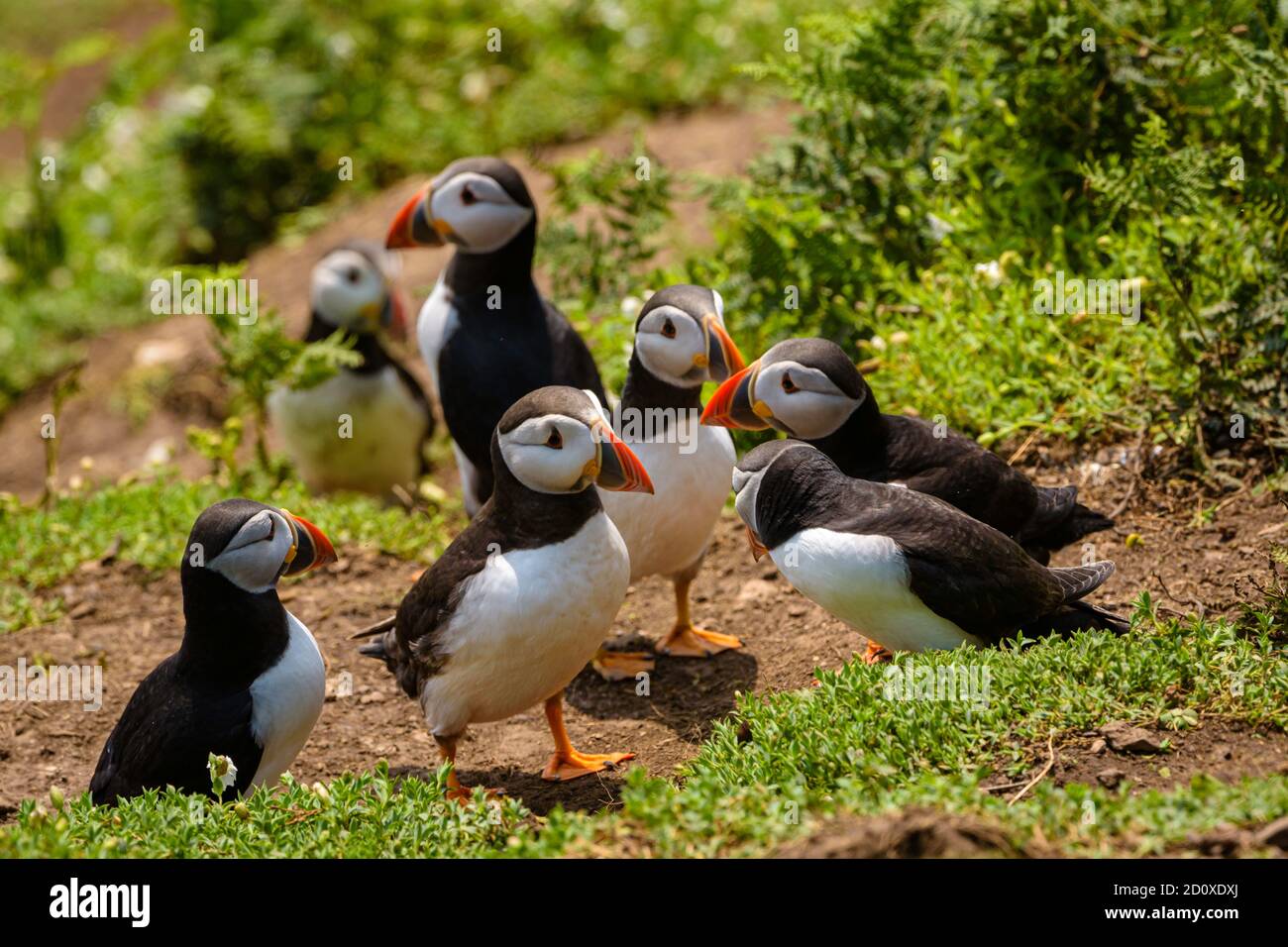 Skomer Island Puffins nichant et interagissant avec leurs copains sur l'île Skomer, Pembrokeshire, la plus grande colonie de macareux du sud du Royaume-Uni. Banque D'Images