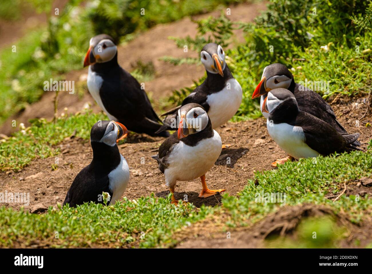 Skomer Island Puffins nichant et interagissant avec leurs copains sur l'île Skomer, Pembrokeshire, la plus grande colonie de macareux du sud du Royaume-Uni. Banque D'Images