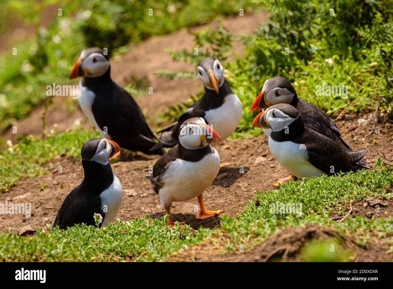 Skomer Island Puffins nichant et interagissant avec leurs copains sur l'île Skomer, Pembrokeshire, la plus grande colonie de macareux du sud du Royaume-Uni. Banque D'Images