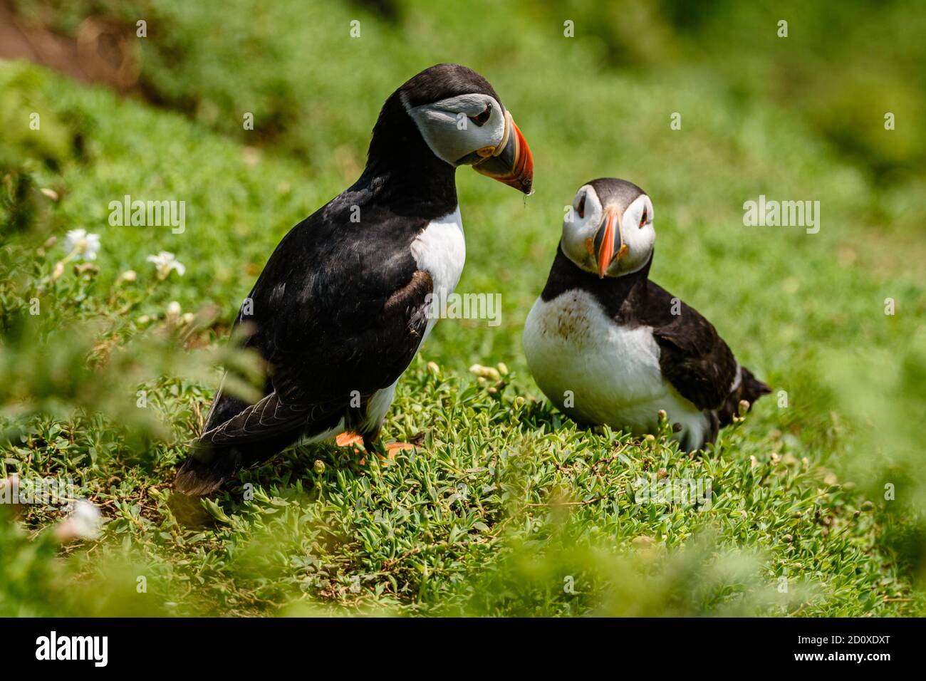 Skomer Island Puffins nichant et interagissant avec leurs copains sur l'île Skomer, Pembrokeshire, la plus grande colonie de macareux du sud du Royaume-Uni. Banque D'Images