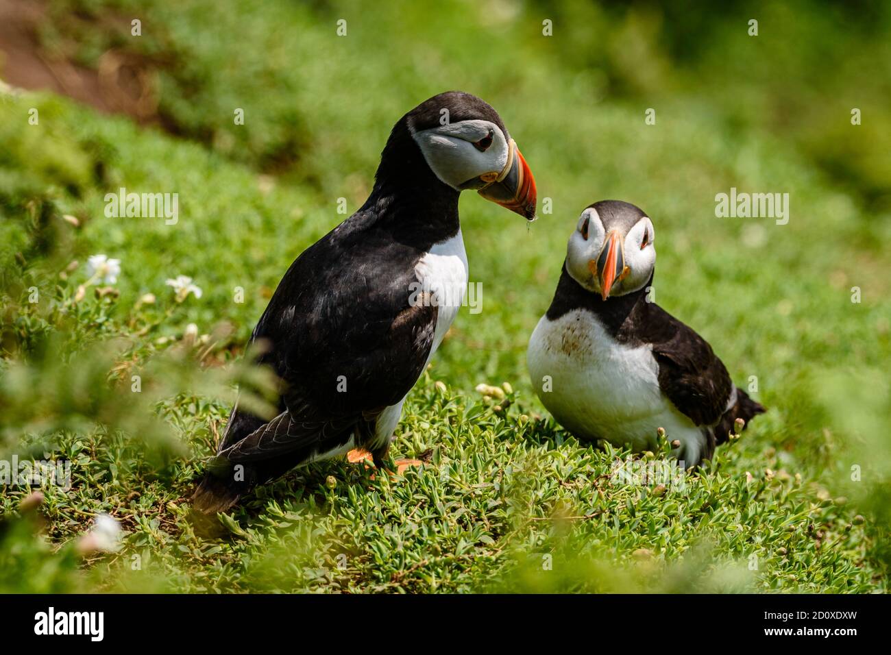 Skomer Island Puffins nichant et interagissant avec leurs copains sur l'île Skomer, Pembrokeshire, la plus grande colonie de macareux du sud du Royaume-Uni. Banque D'Images