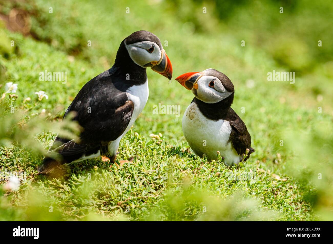 Skomer Island Puffins nichant et interagissant avec leurs copains sur l'île Skomer, Pembrokeshire, la plus grande colonie de macareux du sud du Royaume-Uni. Banque D'Images