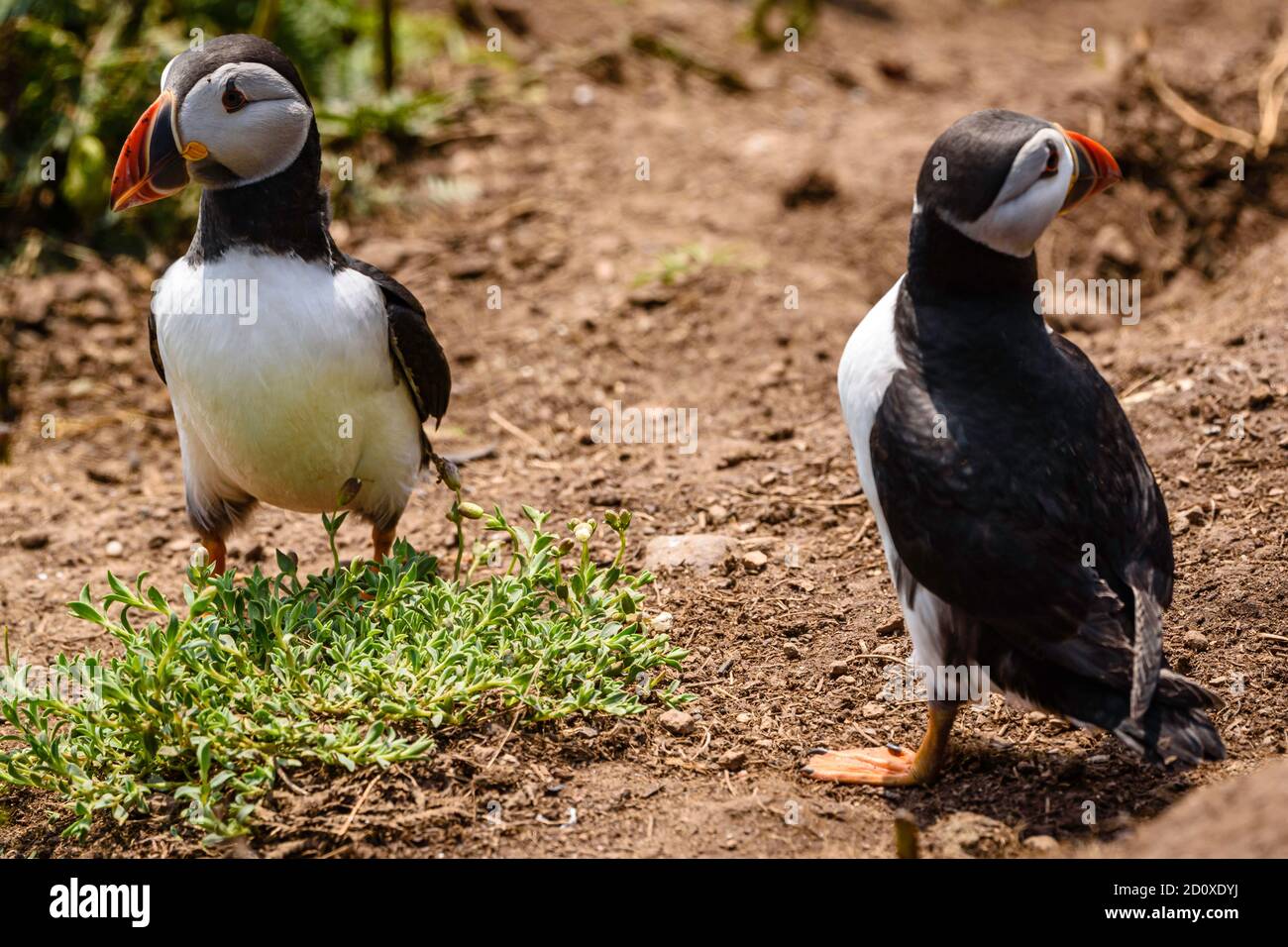 Skomer Island Puffins nichant et interagissant avec leurs copains sur l'île Skomer, Pembrokeshire, la plus grande colonie de macareux du sud du Royaume-Uni. Banque D'Images