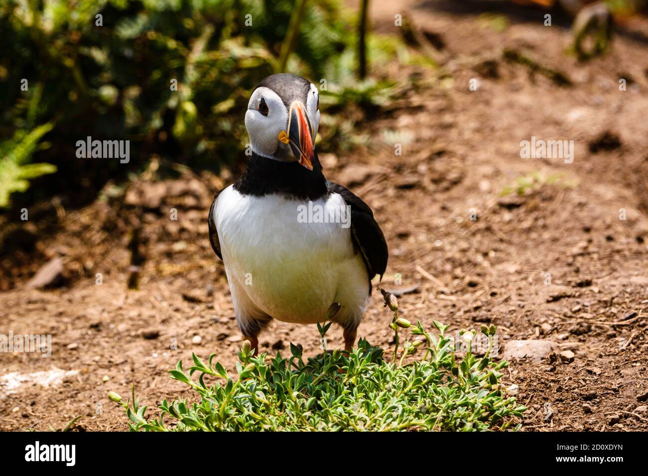 Skomer Island Puffins nichant et interagissant avec leurs copains sur l'île Skomer, Pembrokeshire, la plus grande colonie de macareux du sud du Royaume-Uni. Banque D'Images