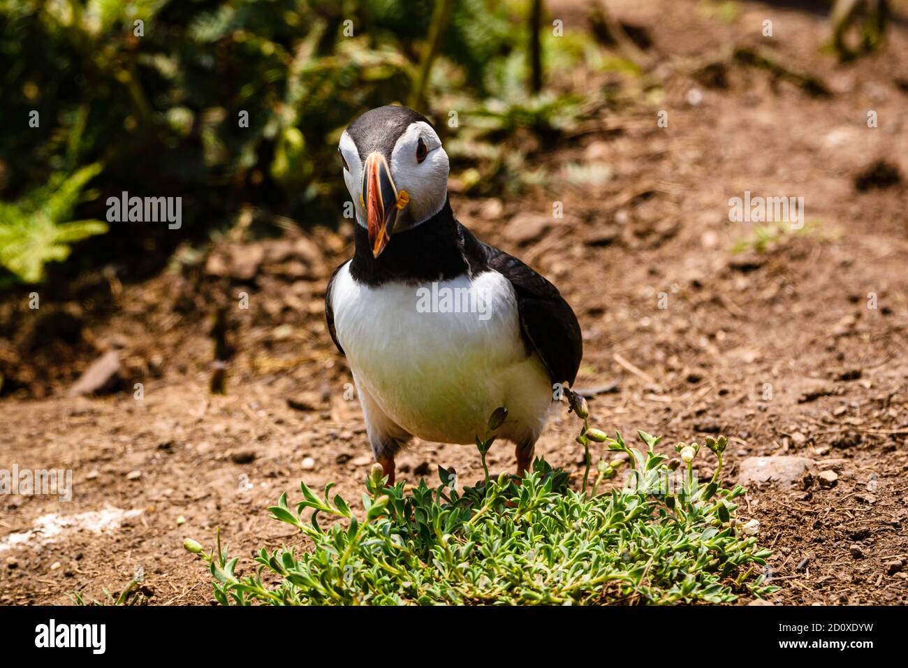 Skomer Island Puffins nichant et interagissant avec leurs copains sur l'île Skomer, Pembrokeshire, la plus grande colonie de macareux du sud du Royaume-Uni. Banque D'Images