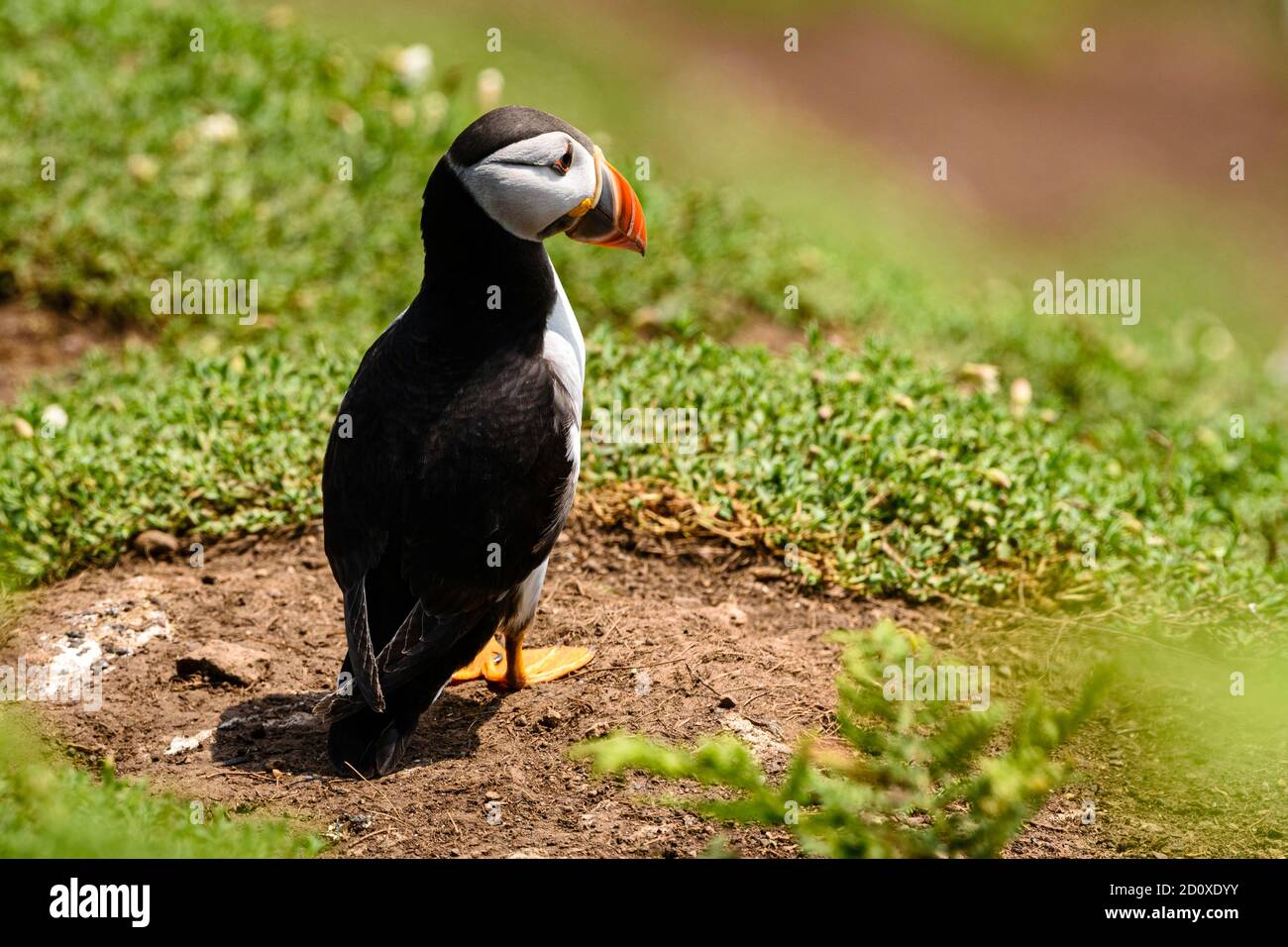 Skomer Island Puffins nichant et interagissant avec leurs copains sur l'île Skomer, Pembrokeshire, la plus grande colonie de macareux du sud du Royaume-Uni. Banque D'Images