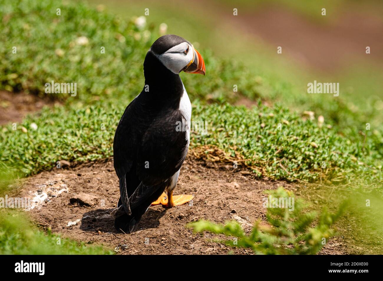 Skomer Island Puffins nichant et interagissant avec leurs copains sur l'île Skomer, Pembrokeshire, la plus grande colonie de macareux du sud du Royaume-Uni. Banque D'Images