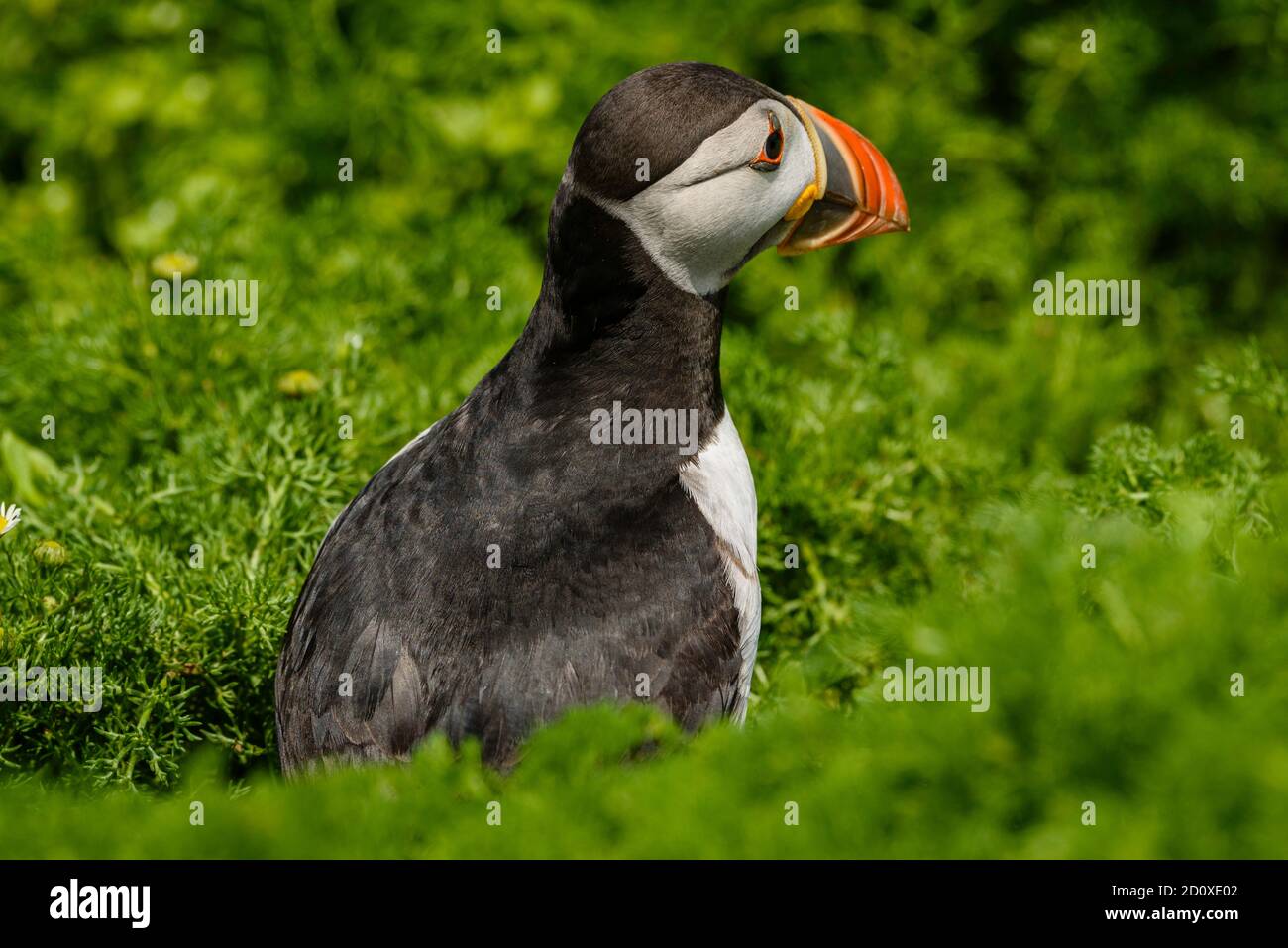 Skomer Island Puffins nichant et interagissant avec leurs copains sur l'île Skomer, Pembrokeshire, la plus grande colonie de macareux du sud du Royaume-Uni. Banque D'Images