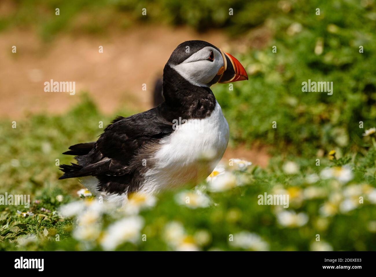 Skomer Island Puffins nichant et interagissant avec leurs copains sur l'île Skomer, Pembrokeshire, la plus grande colonie de macareux du sud du Royaume-Uni. Banque D'Images
