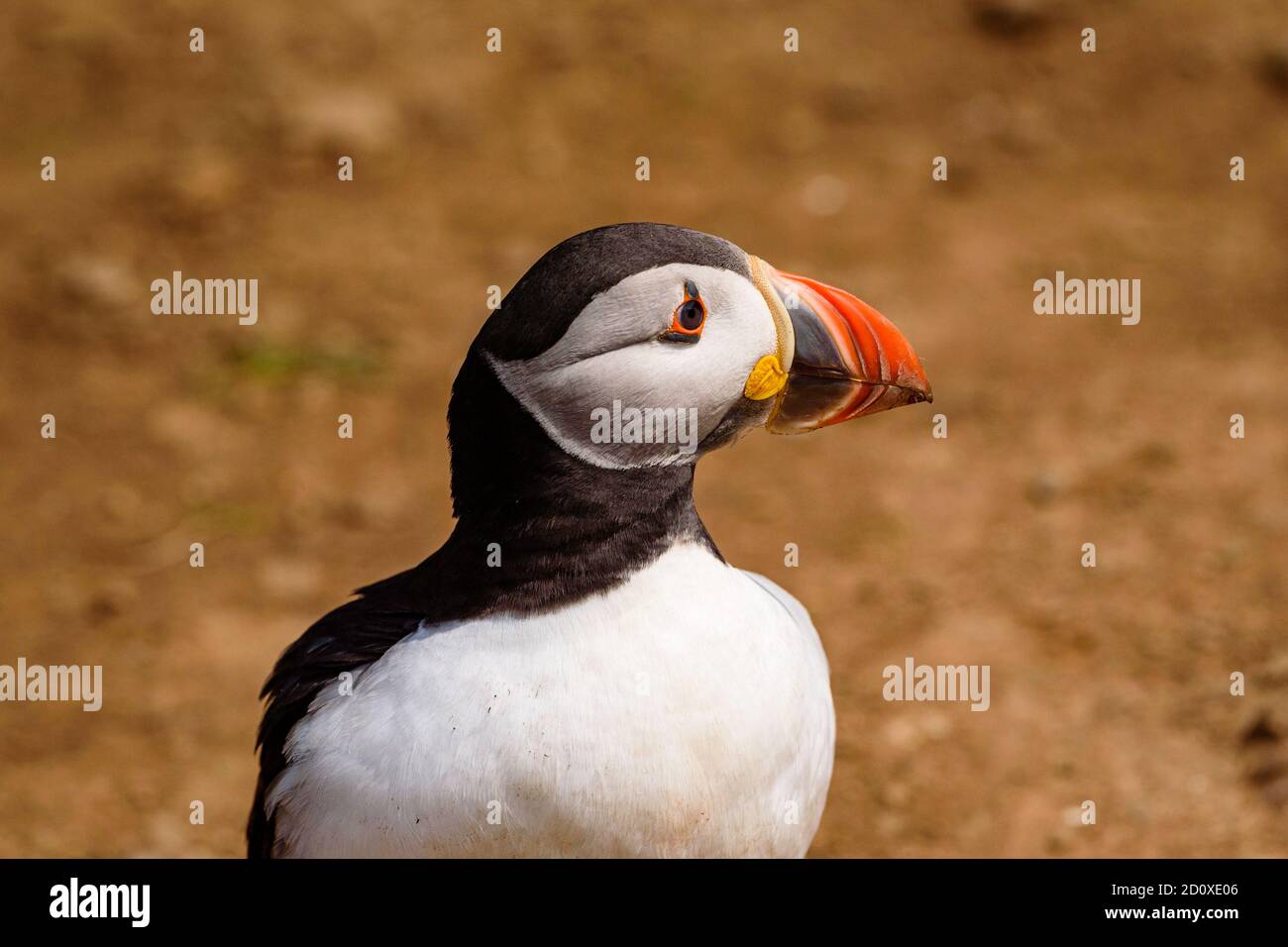 Skomer Island Puffins nichant et interagissant avec leurs copains sur l'île Skomer, Pembrokeshire, la plus grande colonie de macareux du sud du Royaume-Uni. Banque D'Images