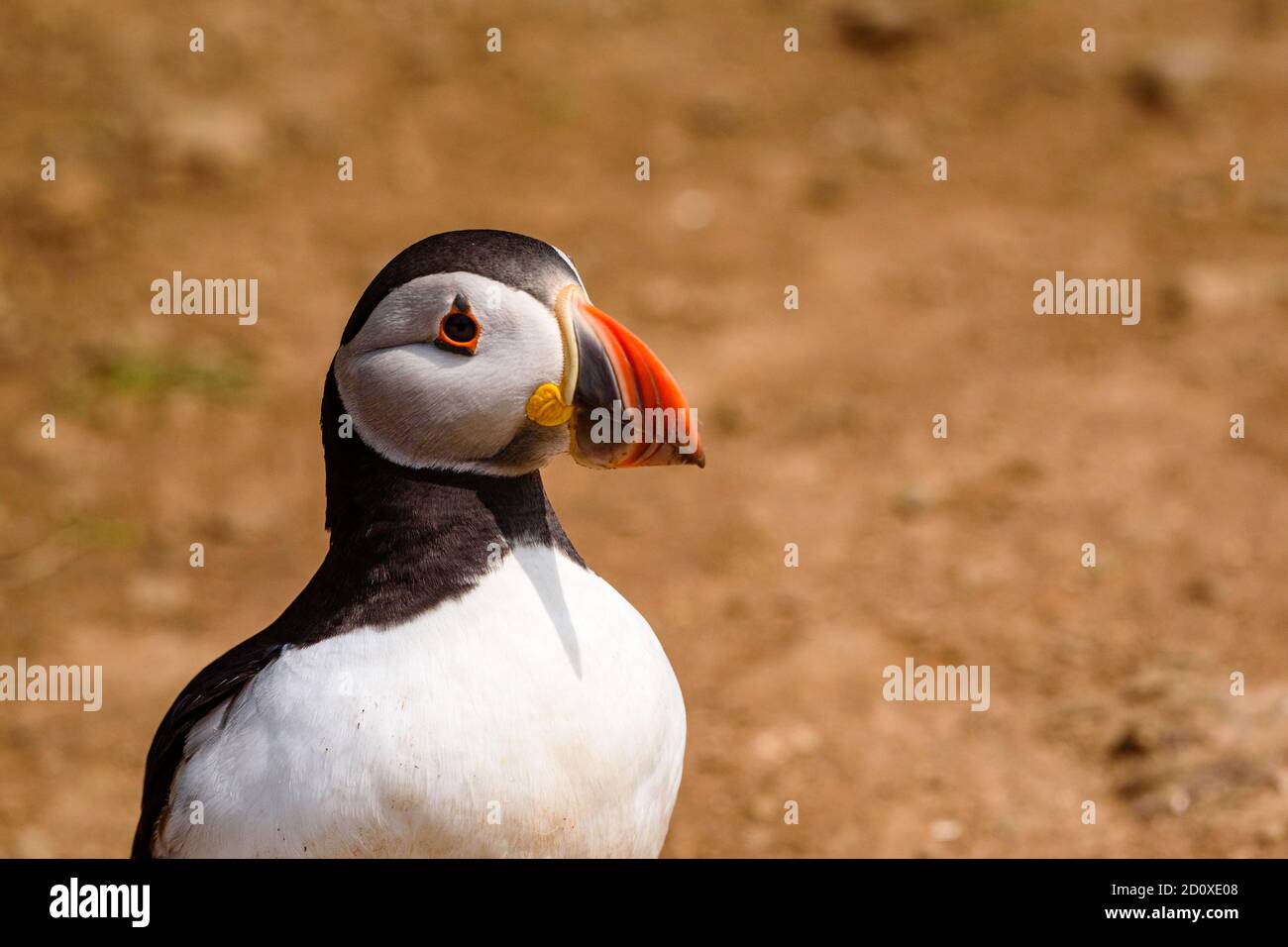 Skomer Island Puffins nichant et interagissant avec leurs copains sur l'île Skomer, Pembrokeshire, la plus grande colonie de macareux du sud du Royaume-Uni. Banque D'Images