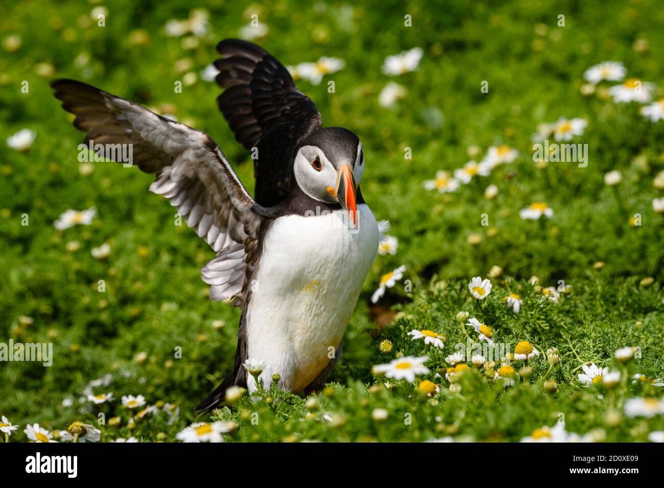 Skomer Island Puffins nichant et interagissant avec leurs copains sur l'île Skomer, Pembrokeshire, la plus grande colonie de macareux du sud du Royaume-Uni. Banque D'Images