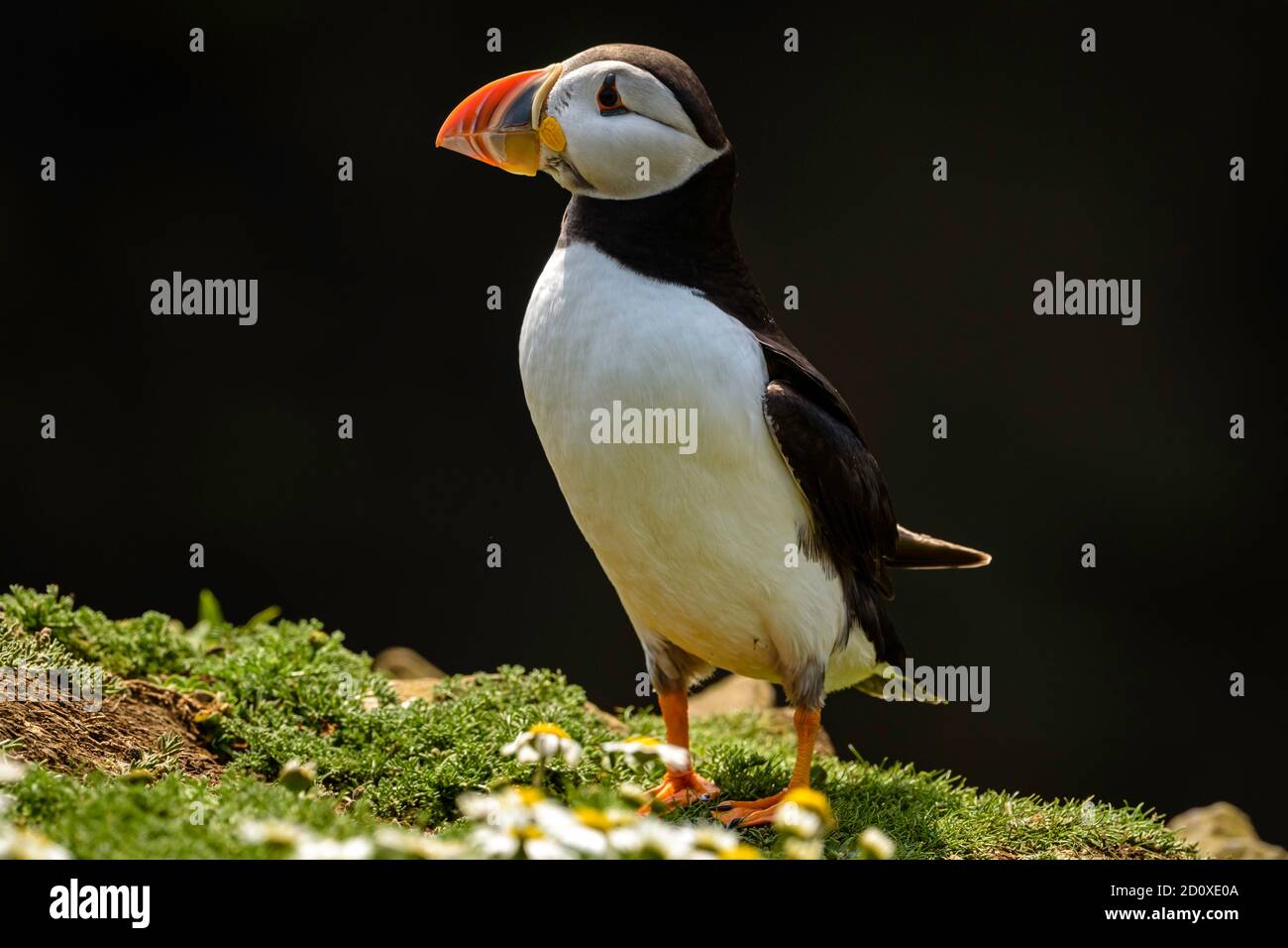 Skomer Island Puffins nichant et interagissant avec leurs copains sur l'île Skomer, Pembrokeshire, la plus grande colonie de macareux du sud du Royaume-Uni. Banque D'Images