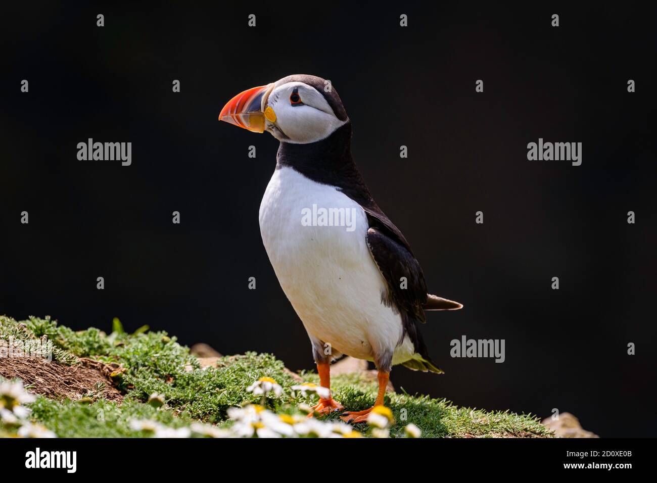 Skomer Island Puffins nichant et interagissant avec leurs copains sur l'île Skomer, Pembrokeshire, la plus grande colonie de macareux du sud du Royaume-Uni. Banque D'Images