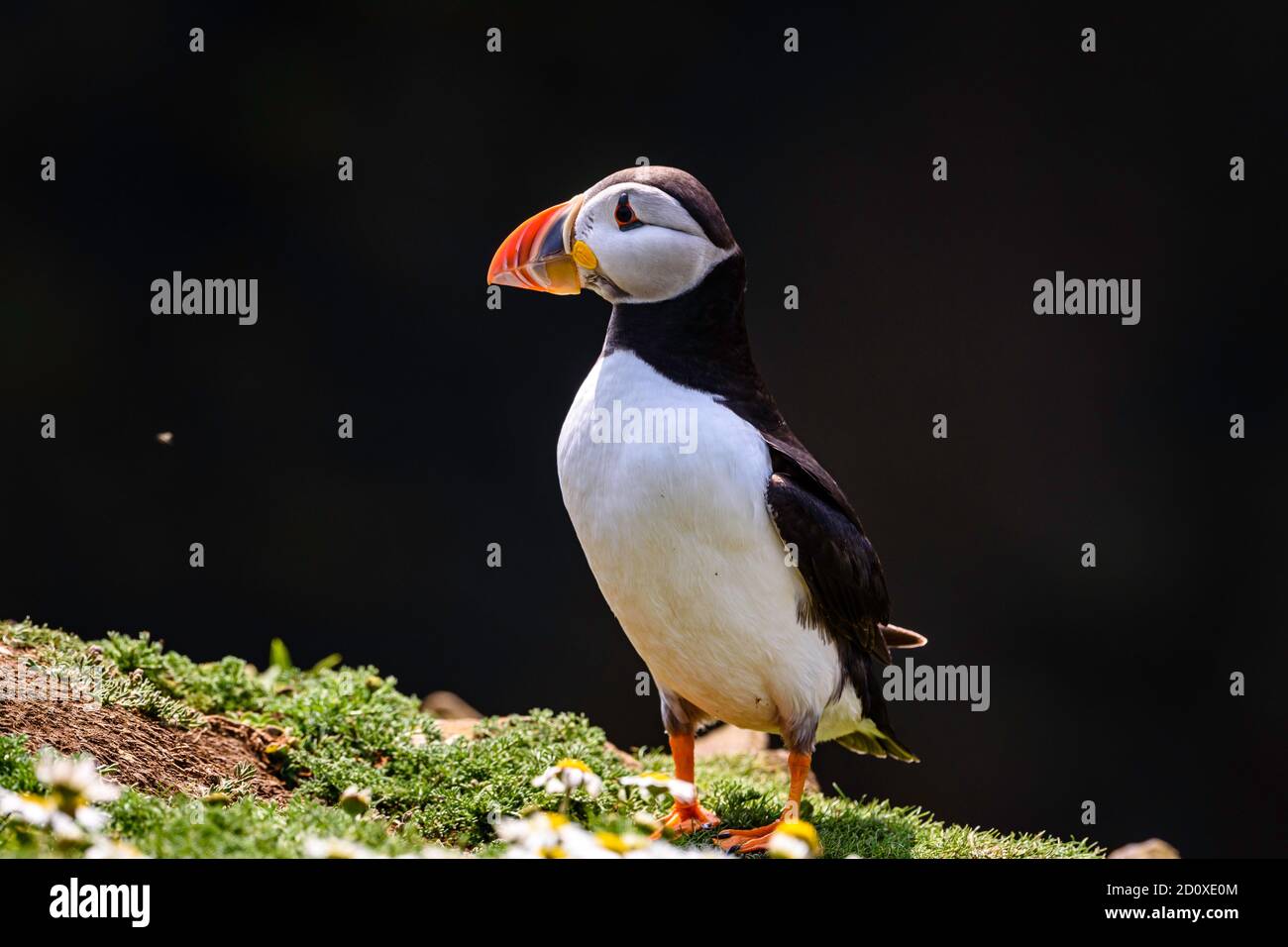 Skomer Island Puffins nichant et interagissant avec leurs copains sur l'île Skomer, Pembrokeshire, la plus grande colonie de macareux du sud du Royaume-Uni. Banque D'Images