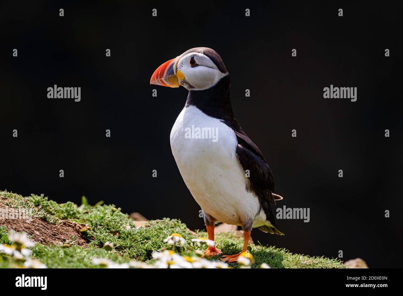 Skomer Island Puffins nichant et interagissant avec leurs copains sur l'île Skomer, Pembrokeshire, la plus grande colonie de macareux du sud du Royaume-Uni. Banque D'Images