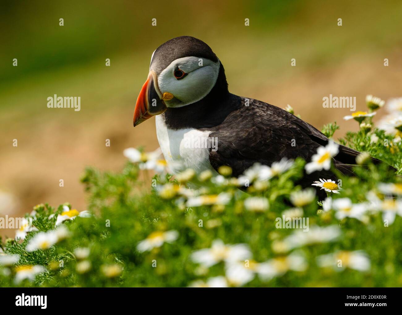 Skomer Island Puffins nichant et interagissant avec leurs copains sur l'île Skomer, Pembrokeshire, la plus grande colonie de macareux du sud du Royaume-Uni. Banque D'Images