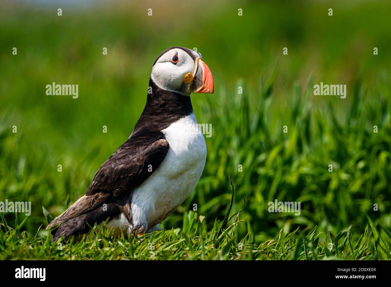 Skomer Island Puffins nichant et interagissant avec leurs copains sur l'île Skomer, Pembrokeshire, la plus grande colonie de macareux du sud du Royaume-Uni. Banque D'Images
