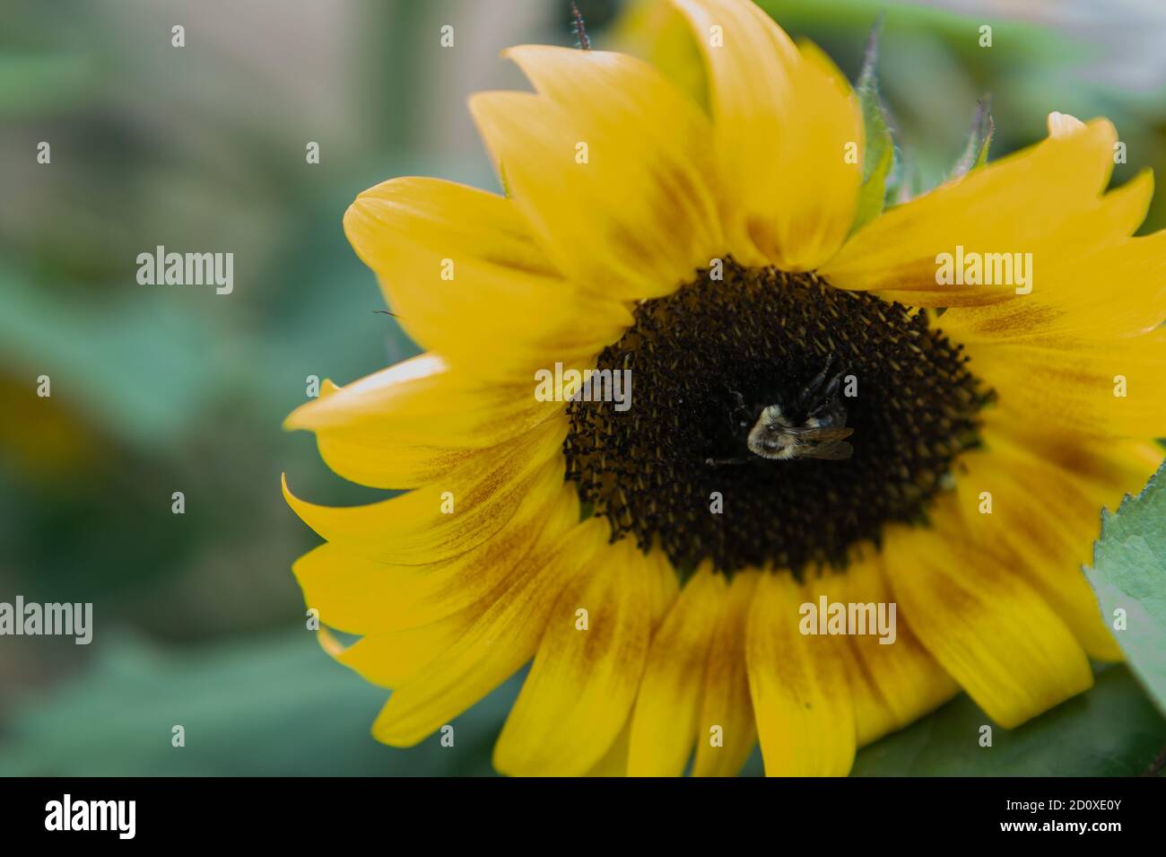 Gros plan de l'abeille assise sur un tournesol Banque D'Images
