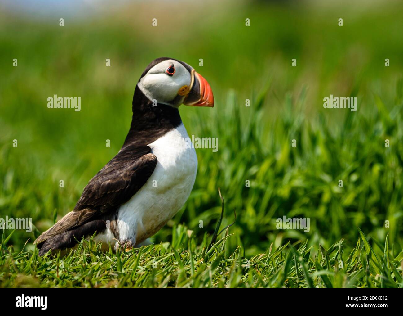 Skomer Island Puffins nichant et interagissant avec leurs copains sur l'île Skomer, Pembrokeshire, la plus grande colonie de macareux du sud du Royaume-Uni. Banque D'Images