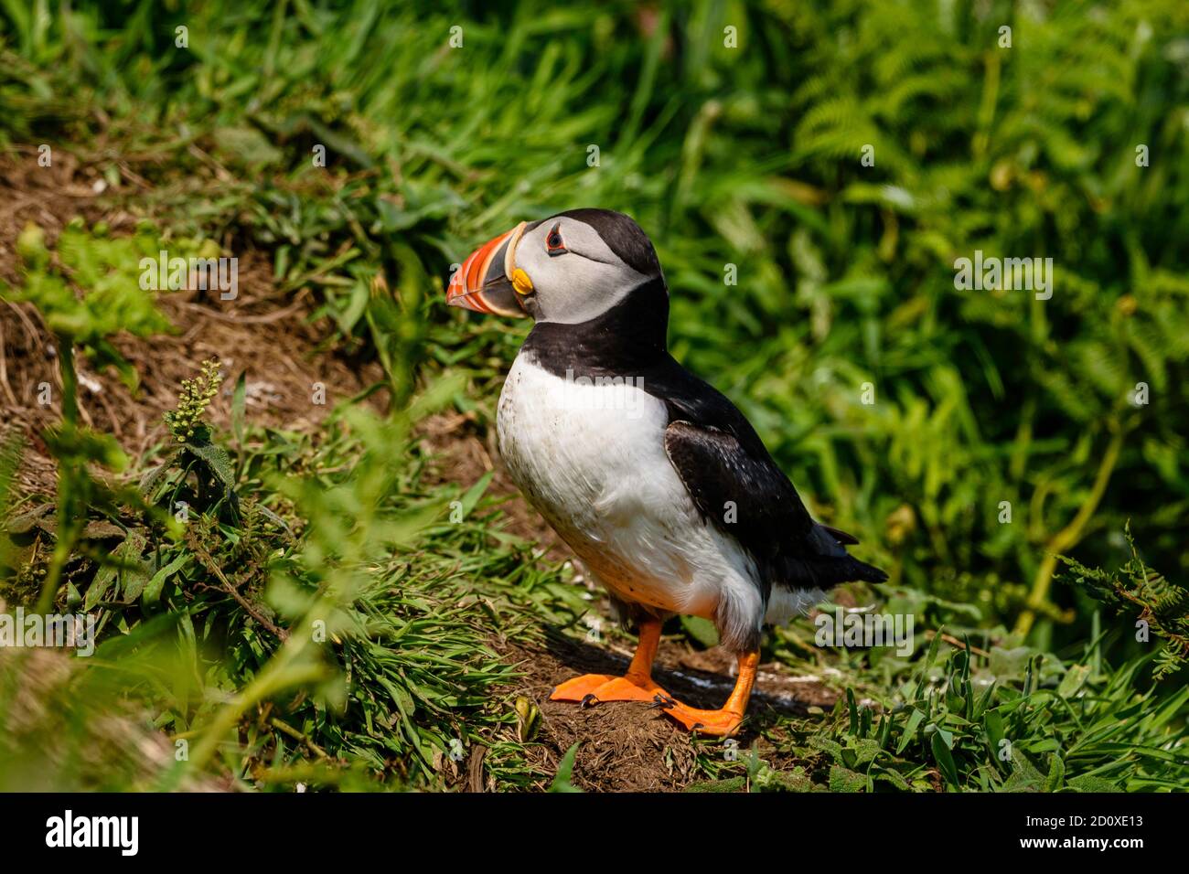 Skomer Island Puffins nichant et interagissant avec leurs copains sur l'île Skomer, Pembrokeshire, la plus grande colonie de macareux du sud du Royaume-Uni. Banque D'Images