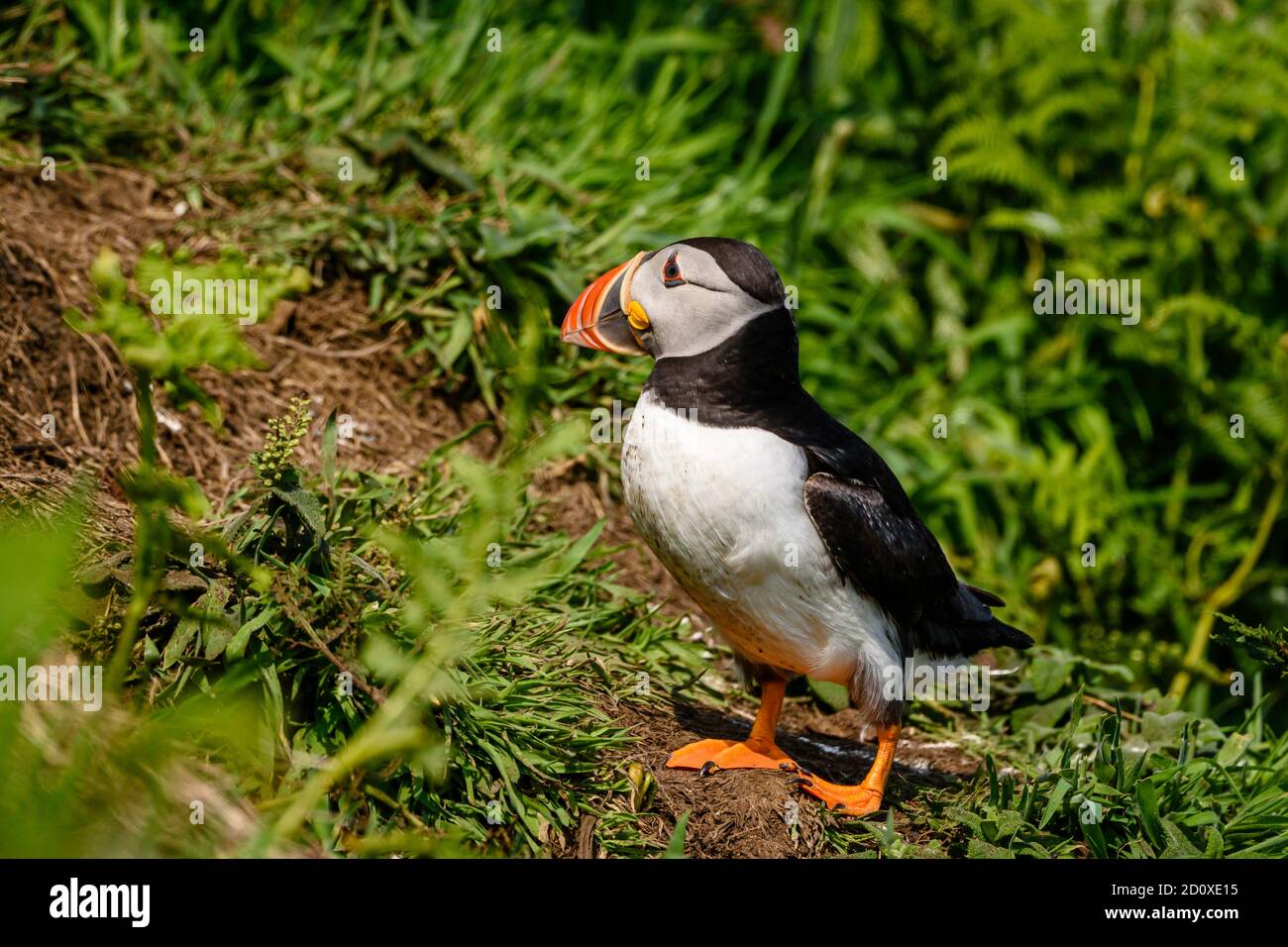 Skomer Island Puffins nichant et interagissant avec leurs copains sur l'île Skomer, Pembrokeshire, la plus grande colonie de macareux du sud du Royaume-Uni. Banque D'Images